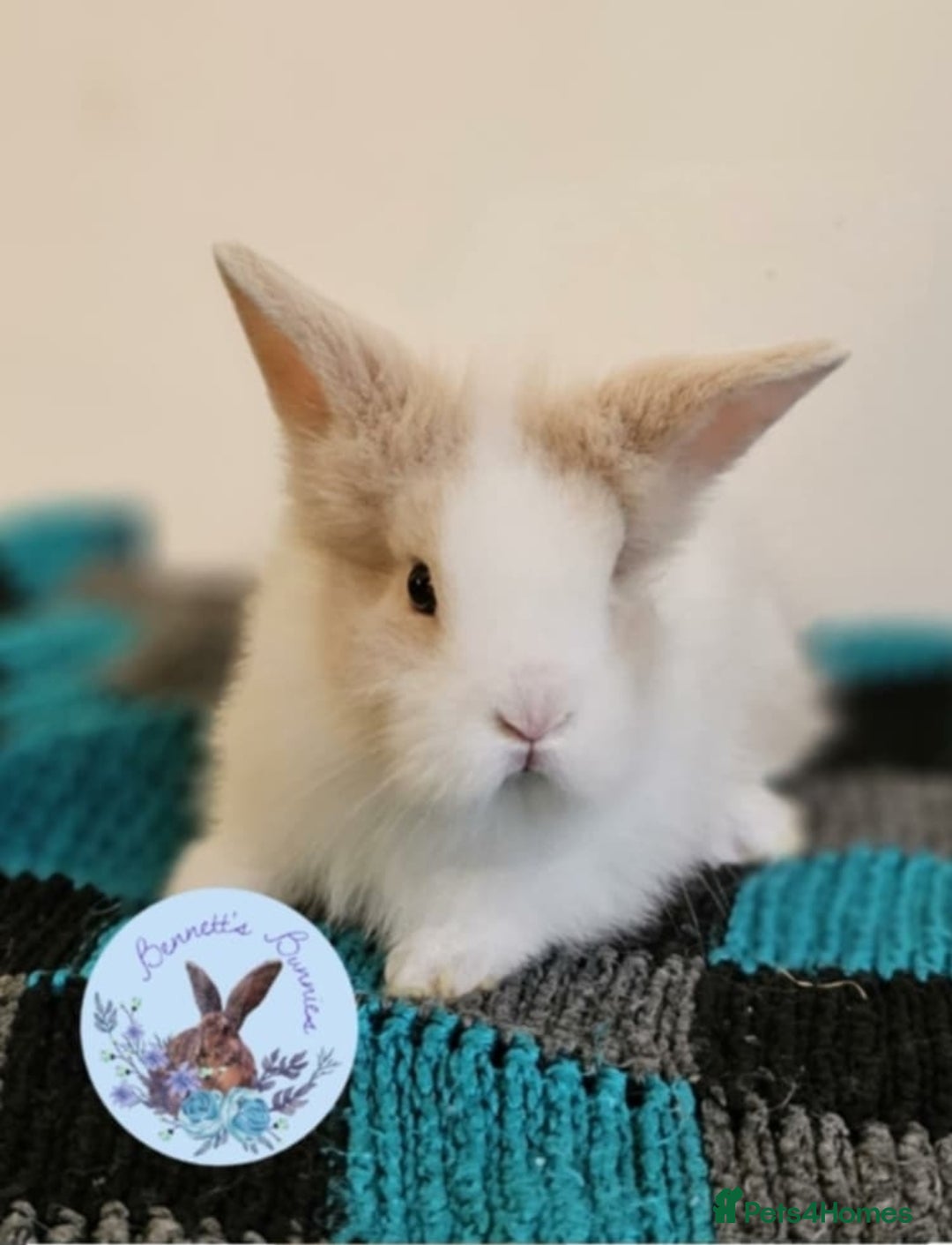 Lionhead rabbits for sale: DM Lionhead  - Advert 1
