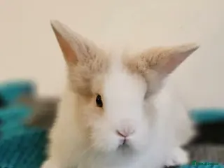 Lionhead rabbits DM Lionhead - Advert 1