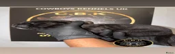 Cane Corso dogs for sale: Premium Cane Corso Puppies *Genesis Bloodline* - Advert 10