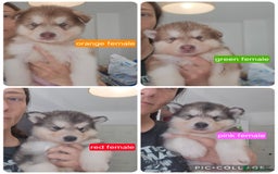 Alaskan Malamute dogs for sale: 2 female alaskan malamute girls ready now!! - Image 1