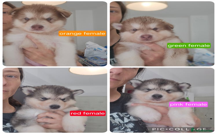 Alaskan Malamute dogs - Advert 1