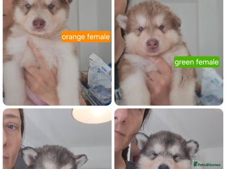 Alaskan Malamute dogs - Advert 1
