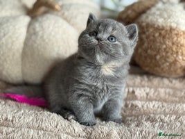 British Shorthair cats - Advert 6