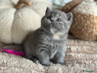 British Shorthair cats Tica reg blue tortie female kitten (20 December ) - Advert 2