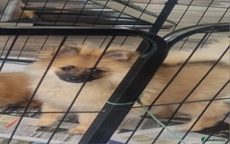 Pomeranian dogs for sale: Adorable Pomeraniums  in Bolton - Image 2