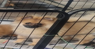 Pomeranian dogs in Bolton - Advert 4