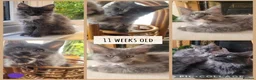 Maine Coon cats for sale: 🤍🐈‍⬛GORGEOUS 14 WEEK OLD MAINE COON KITTEN🐈‍⬛🤍 - Advert 19