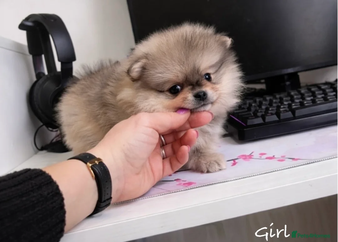 Pomeranian dogs for sale: Top Quality 🐻 Teddy Faced  - Advert 14