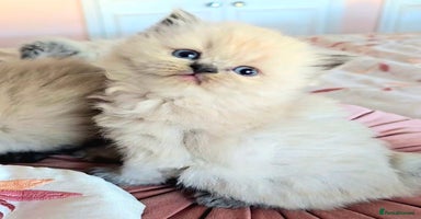 Persian cats - Advert 4