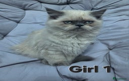 Persian cats for sale: PERSIAN HIMALAYAN Kittens for Sale!   - Image 15