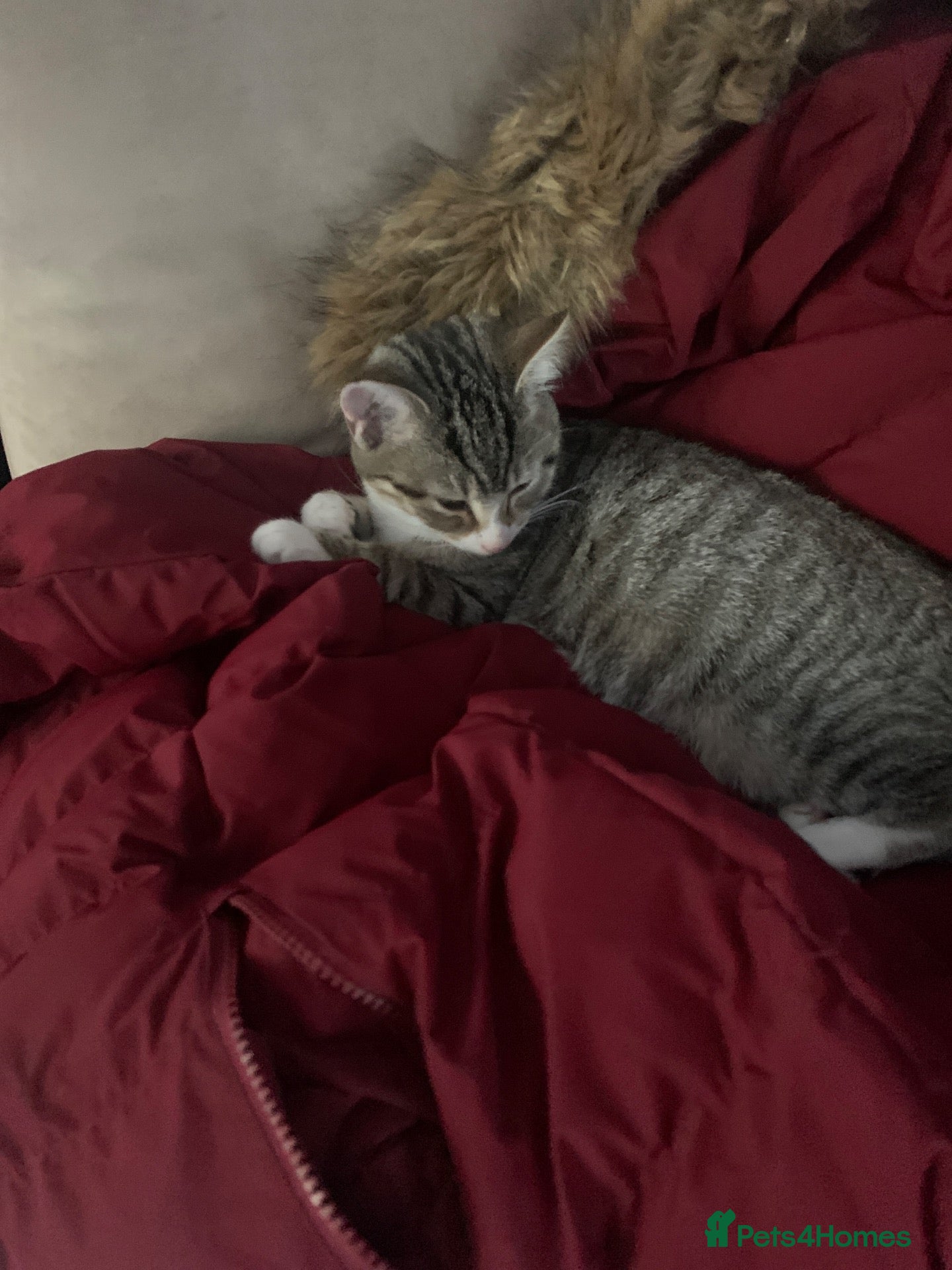 Mixed Breed cats for sale: I am selling my 2 kitten  - Advert 14