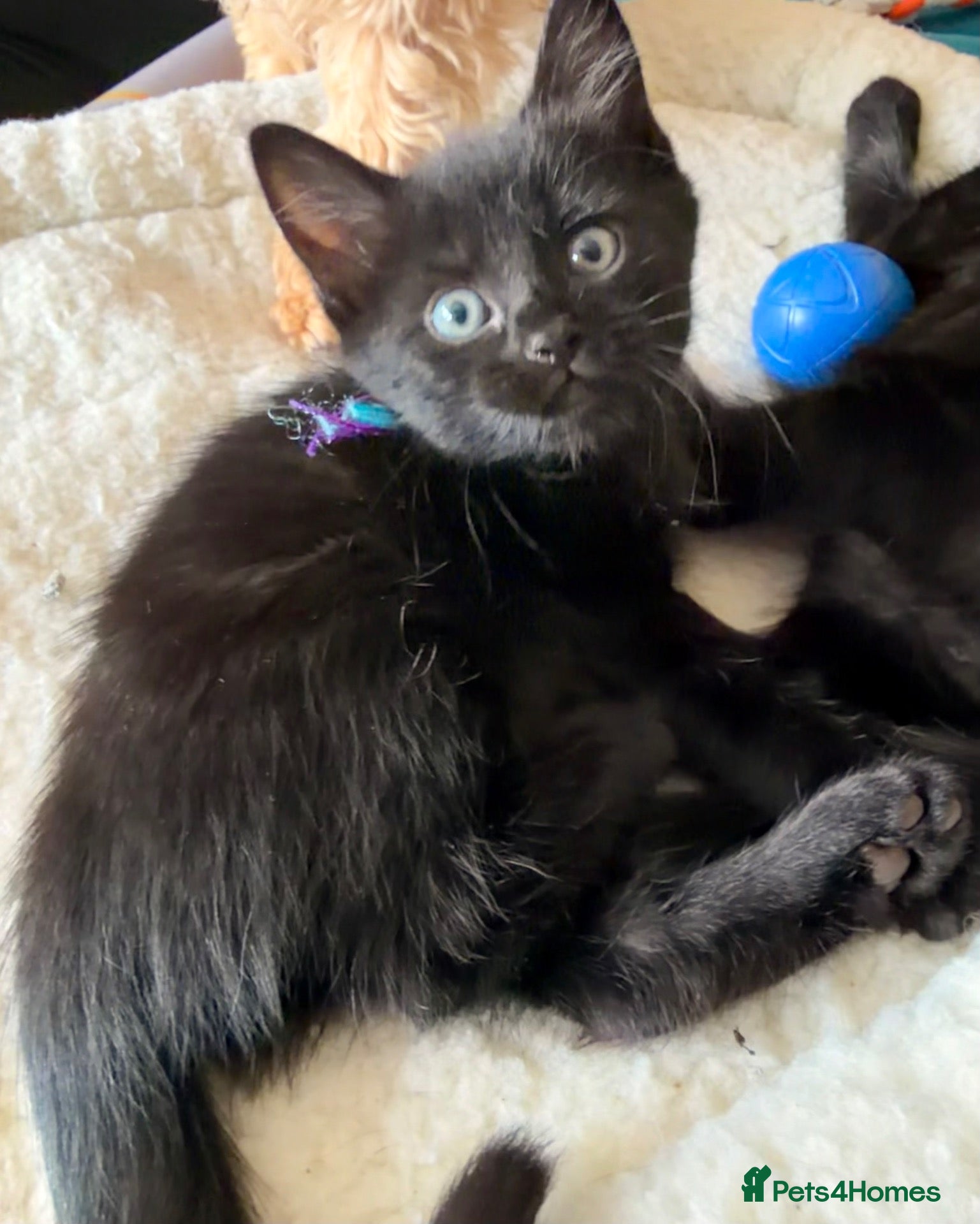 Persian cats Persian cross Kittens looking for Loving Homes 🐾 - Advert 2