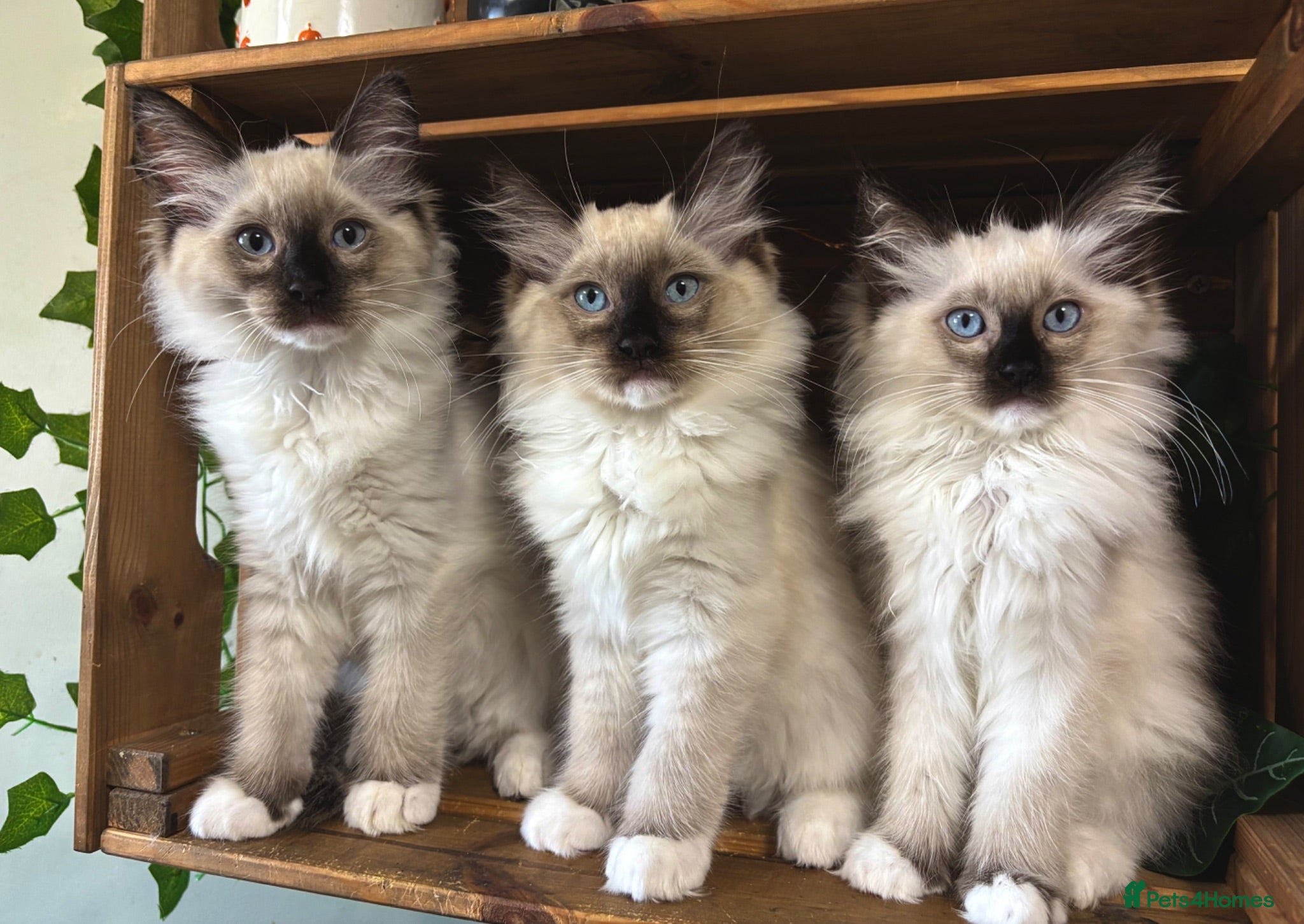 Ragdoll cats Pure Ragdoll kittens - 2 females, one male  - Advert 9