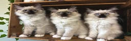 Ragdoll cats for sale: Pure Ragdoll kittens - 2 females, one male  in Saint Austell - Advert 1