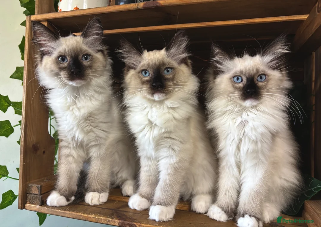 Ragdoll cats for sale: Pure Ragdoll kittens - 2 females, one male  in Saint Austell - Advert 1
