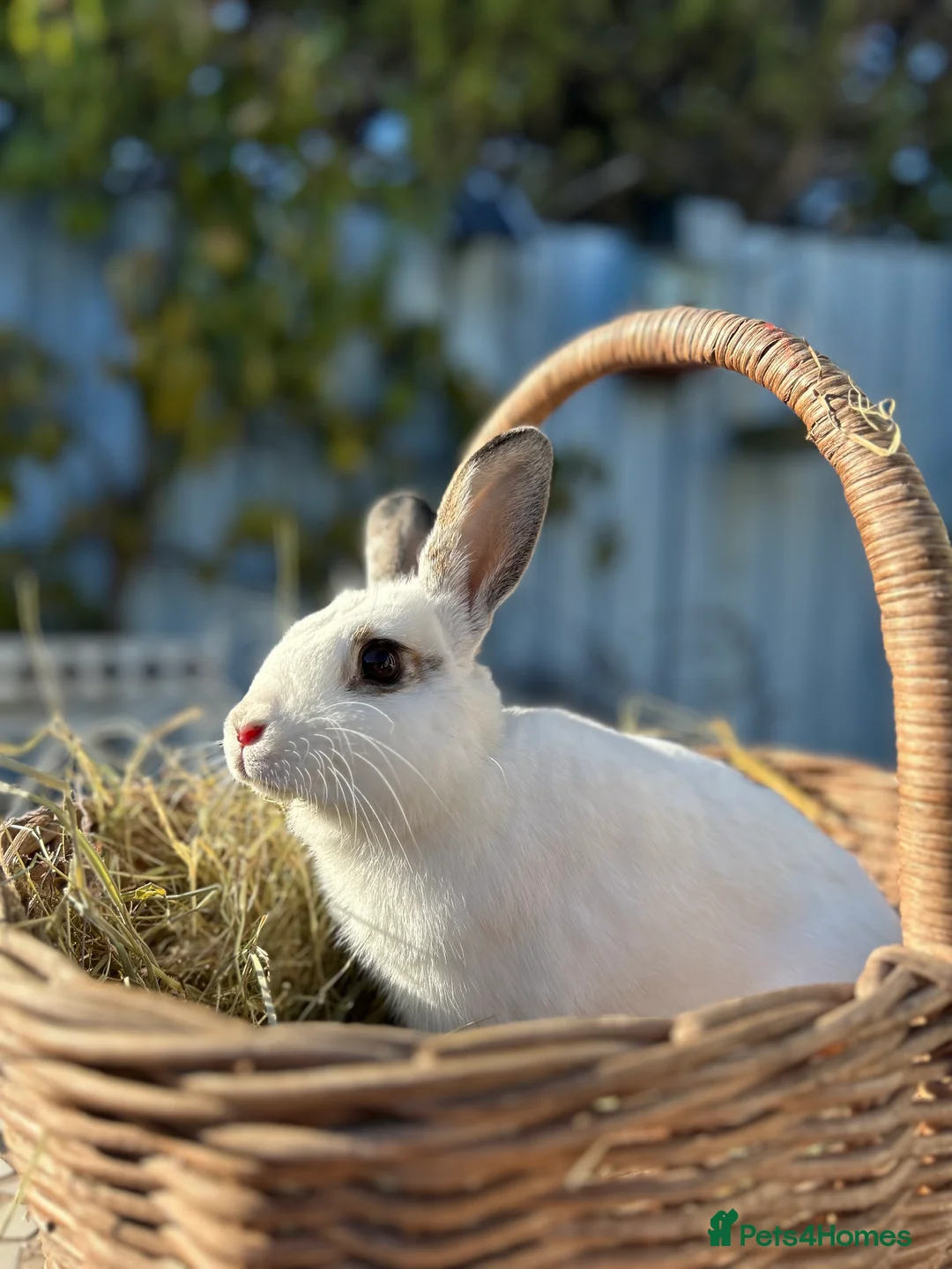 Rex rabbits for sale: Rabbits - Advert 2