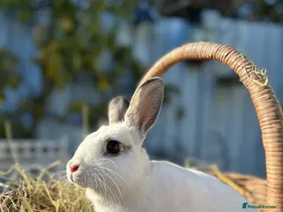 Rex rabbits Rabbit - Advert 3