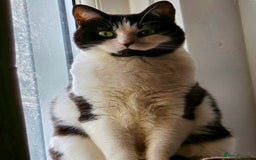 Domestic Shorthair cats for sale: URGENT: Loving Cat Needs Home - Advert 1