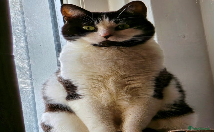 Domestic Shorthair cats URGENT: Loving Cat Needs Home - Advert 16