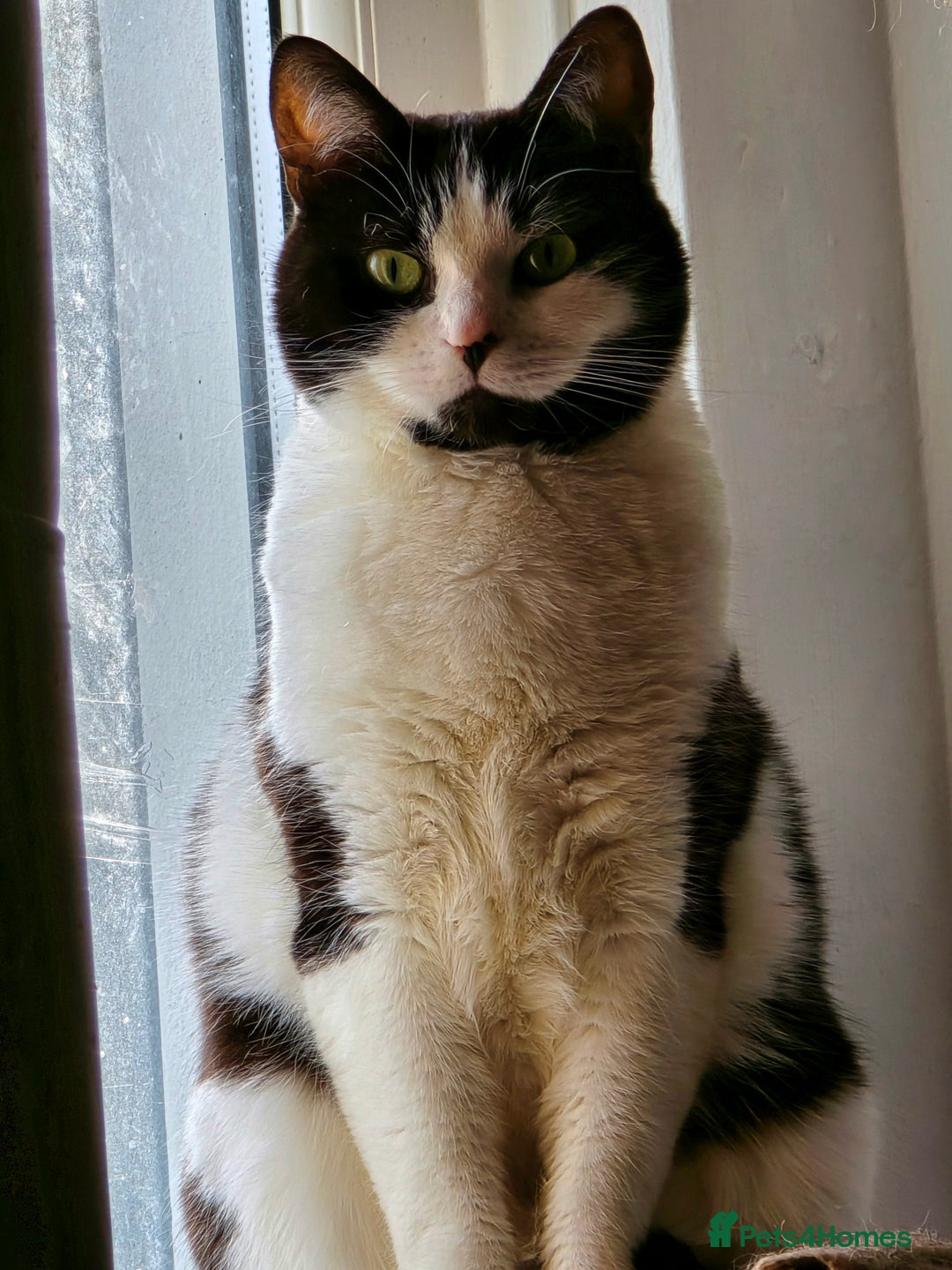 Domestic Shorthair cats for sale: URGENT: Loving Cat Needs Home - Advert 1