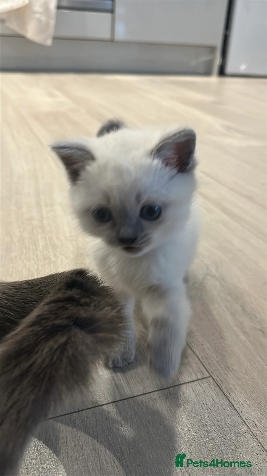 Mixed Breed cats for sale: Beautiful Ragdoll x BSH Kittens – 4 Available - Advert 15