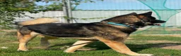 Akita dogs for adoption: Sprightly Sky - Advert 8