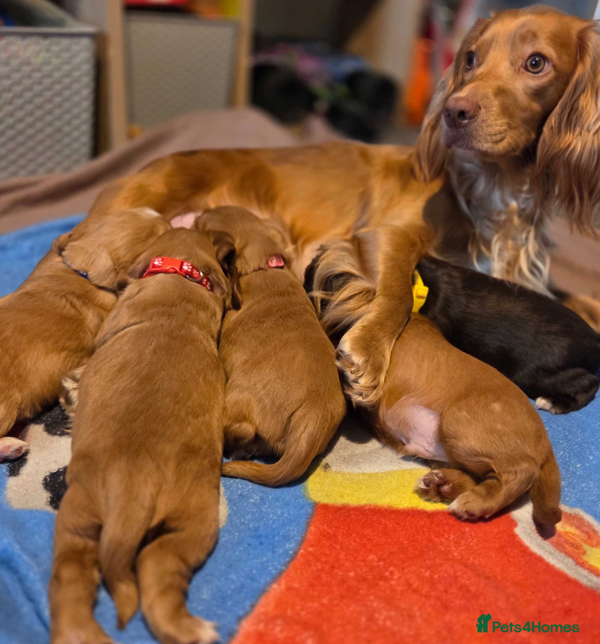 Cocker Spaniel dogs for sale: Cocker spaniel boy  in Shrewsbury - Advert 2