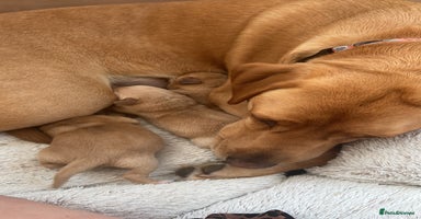 Labrador Retriever dogs - Advert 12