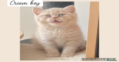 British Shorthair cats - Advert 5
