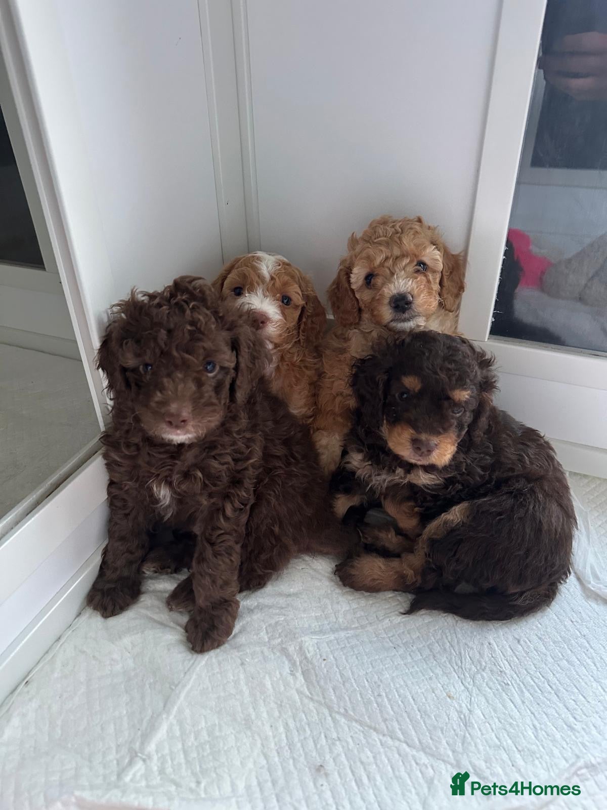 Cockapoo dogs Beautiful F2B Toy Cockapoo Puppies Ready 1st July  - Advert 8