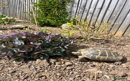Hermann Tortoise reptiles for sale: Hermanns Tortoise babies - Image 18