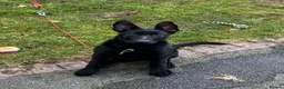German Shepherd dogs for sale: Male Working Line KC registered German Shepherd in Mold - Advert 7