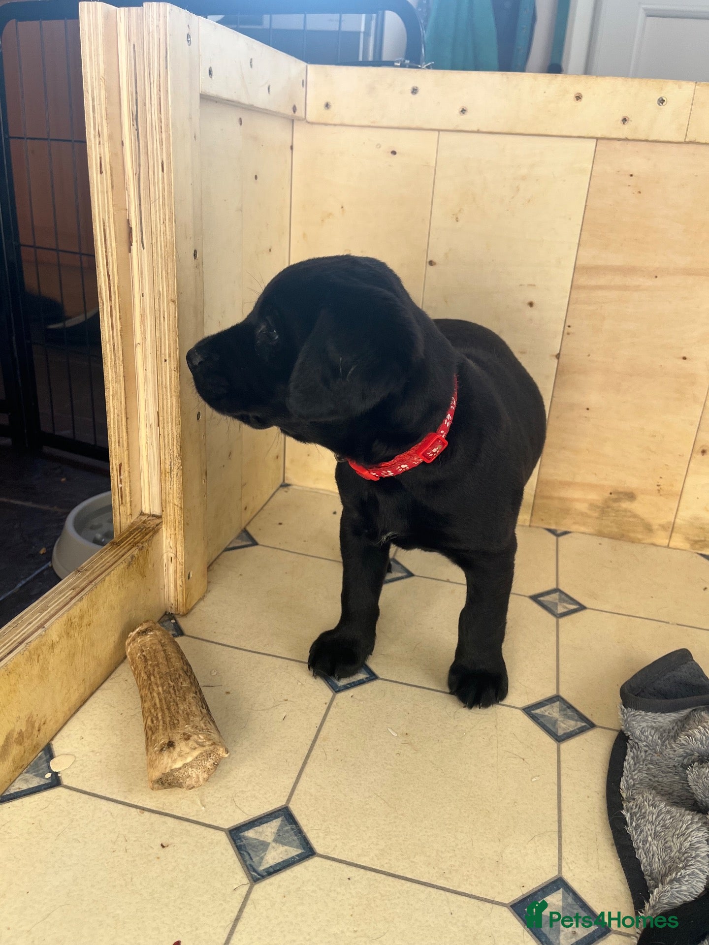 Labrador Retriever dogs Beautiful KC Registered labrador puppies for sale - Advert 2