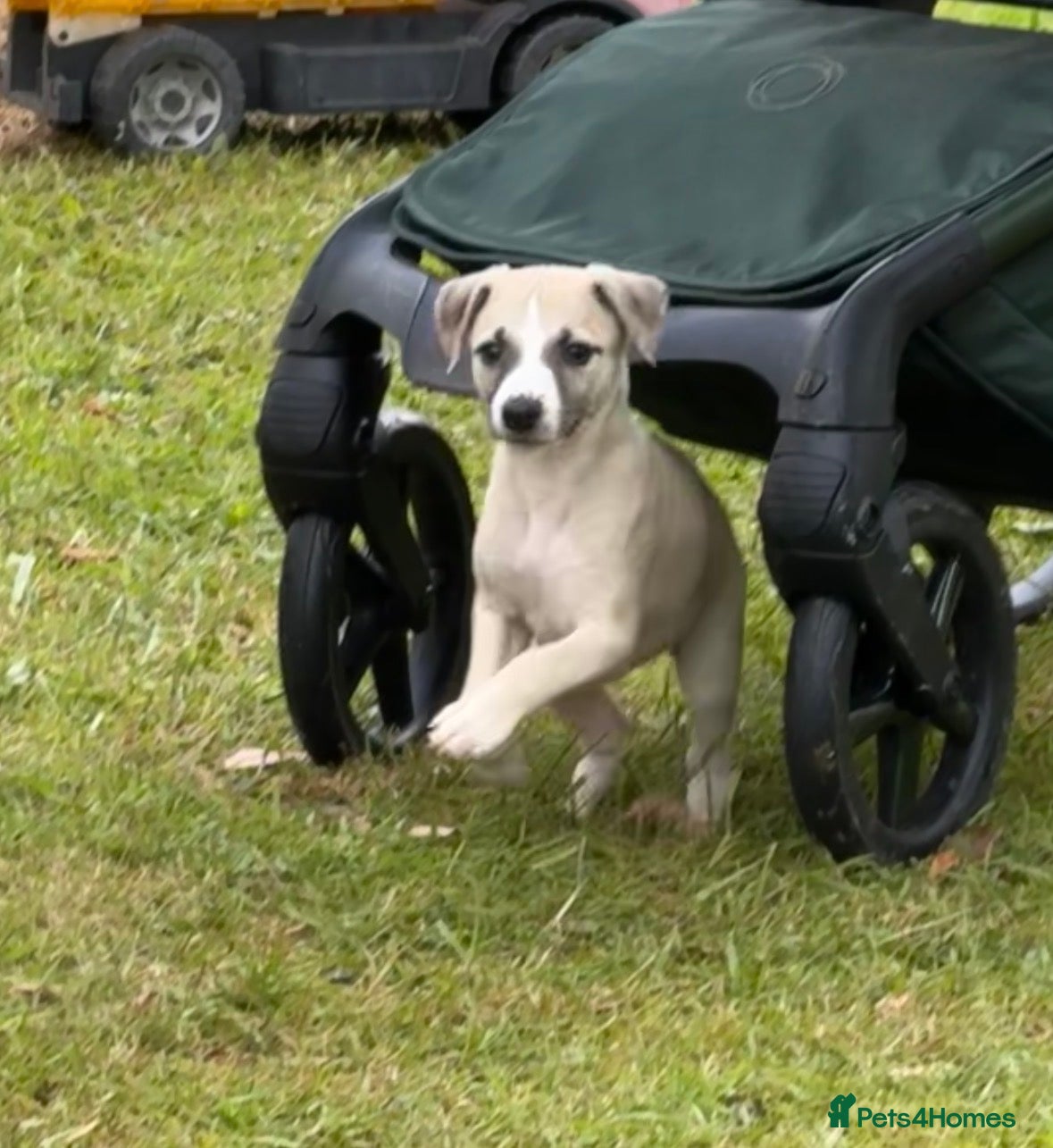 Whippet dogs Stunning Fawn Whippet Pups  - Advert 1