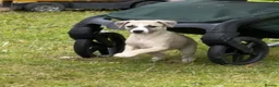 Whippet dogs for sale: Beautiful KC Whippet boy Puppy  - Advert 22