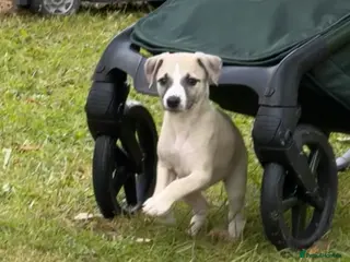 Whippet dogs Stunning Fawn Whippet Pups - Advert 2