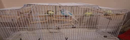 Budgerigars birds for sale: 4 Budgies in Birmingham - Advert 6