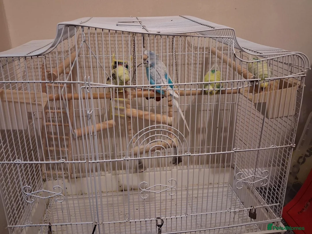 Budgerigars birds for sale: 4 Budgies in Birmingham - Advert 6