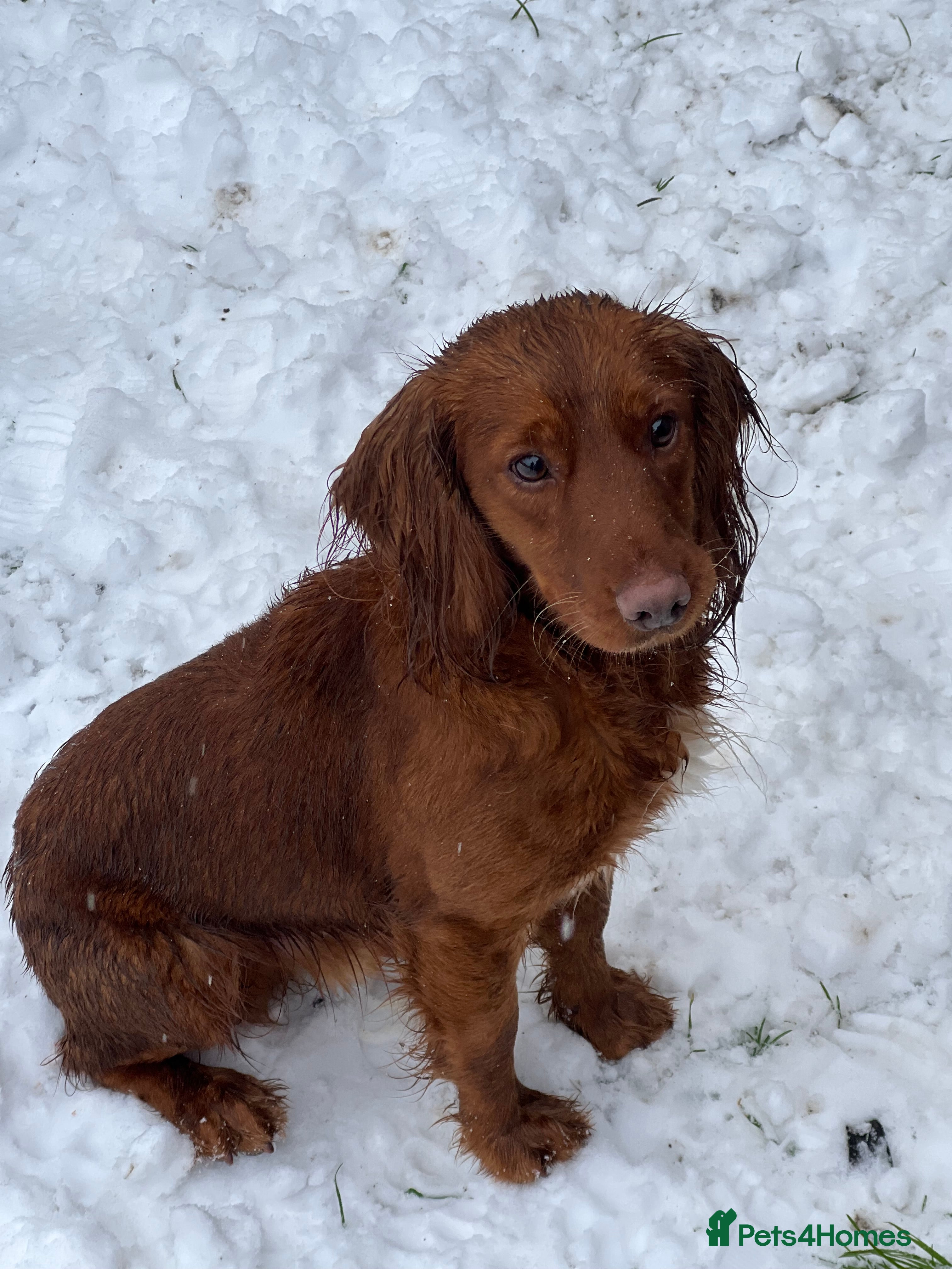 Cocker Spaniel dogs RED KC STUD DOG  in Bishop Auckland - Advert 12