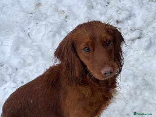 Cocker Spaniel dogs RED KC STUD DOG in Bishop Auckland - Advert 24