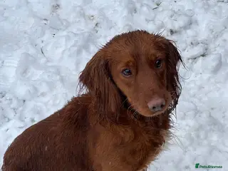 Cocker Spaniel dogs RED KC STUD DOG in Bishop Auckland - Advert 10