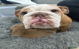 English Bulldog dogs for sale: English bulldog puppies  - Advert 20