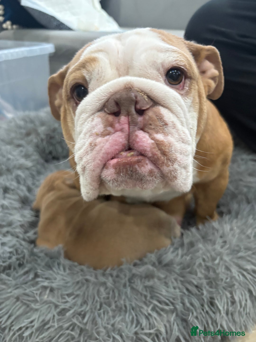English Bulldog dogs for sale: English bulldog puppies  - Advert 20