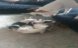 Mixed Breed dogs for sale: Staffy cross grate dane  - Image 3
