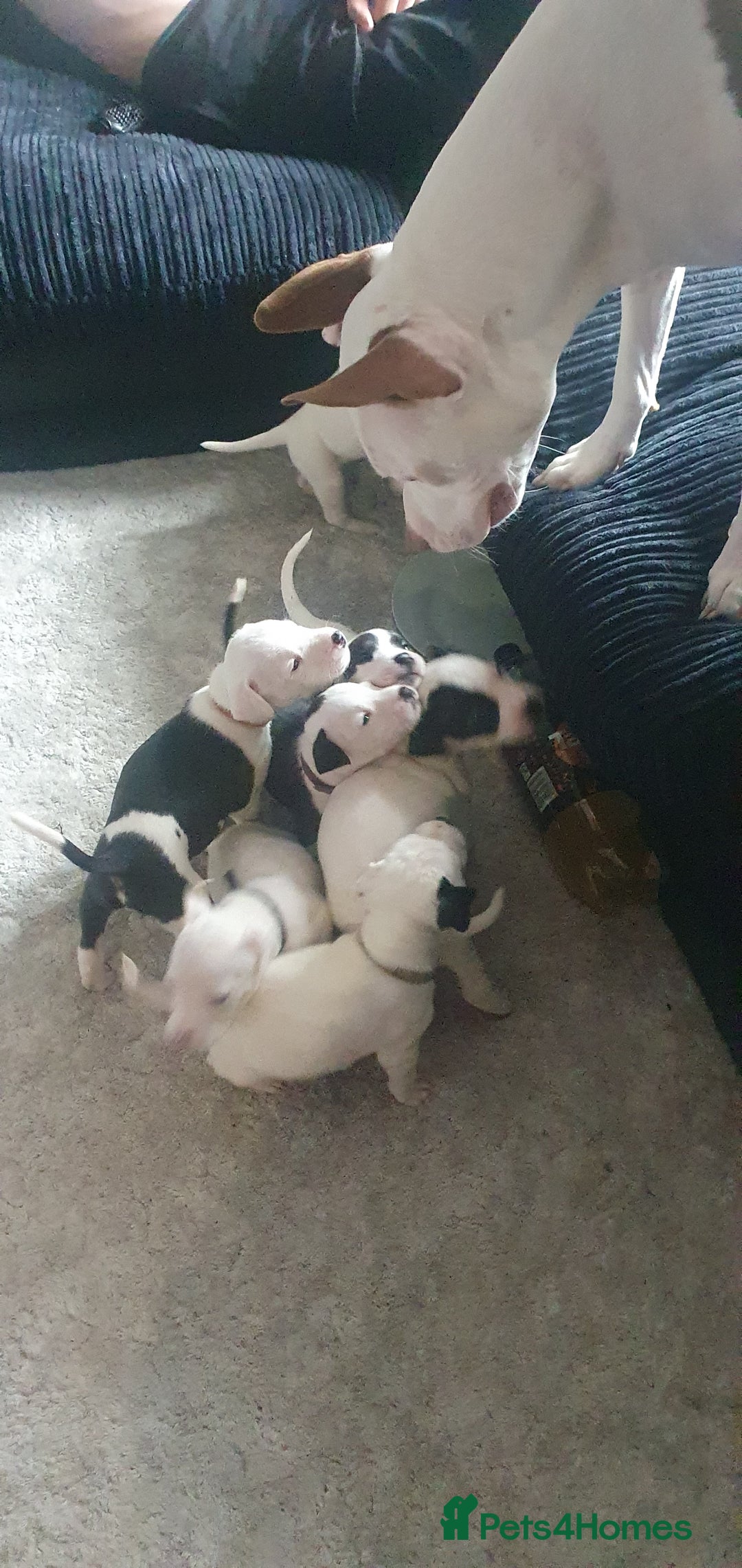 Mixed Breed dogs for sale: Staffy cross grate dane  - Image 3