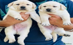 Labrador Retriever dogs for sale: Black and Yellow Labrador Puppies - Image 2