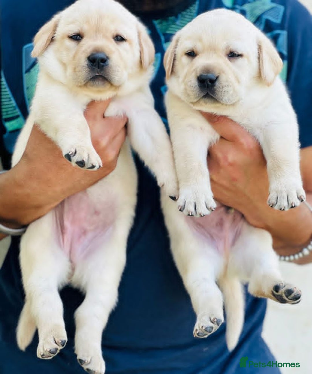 Labrador Retriever dogs for sale: Black and Yellow Labrador Puppies - Image 2