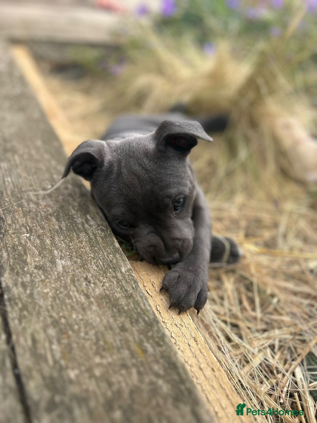 Staffordshire Bull Terrier dogs for sale: Chunky Staffy pups 💕 2 girls left, Ready to leave - Image 27