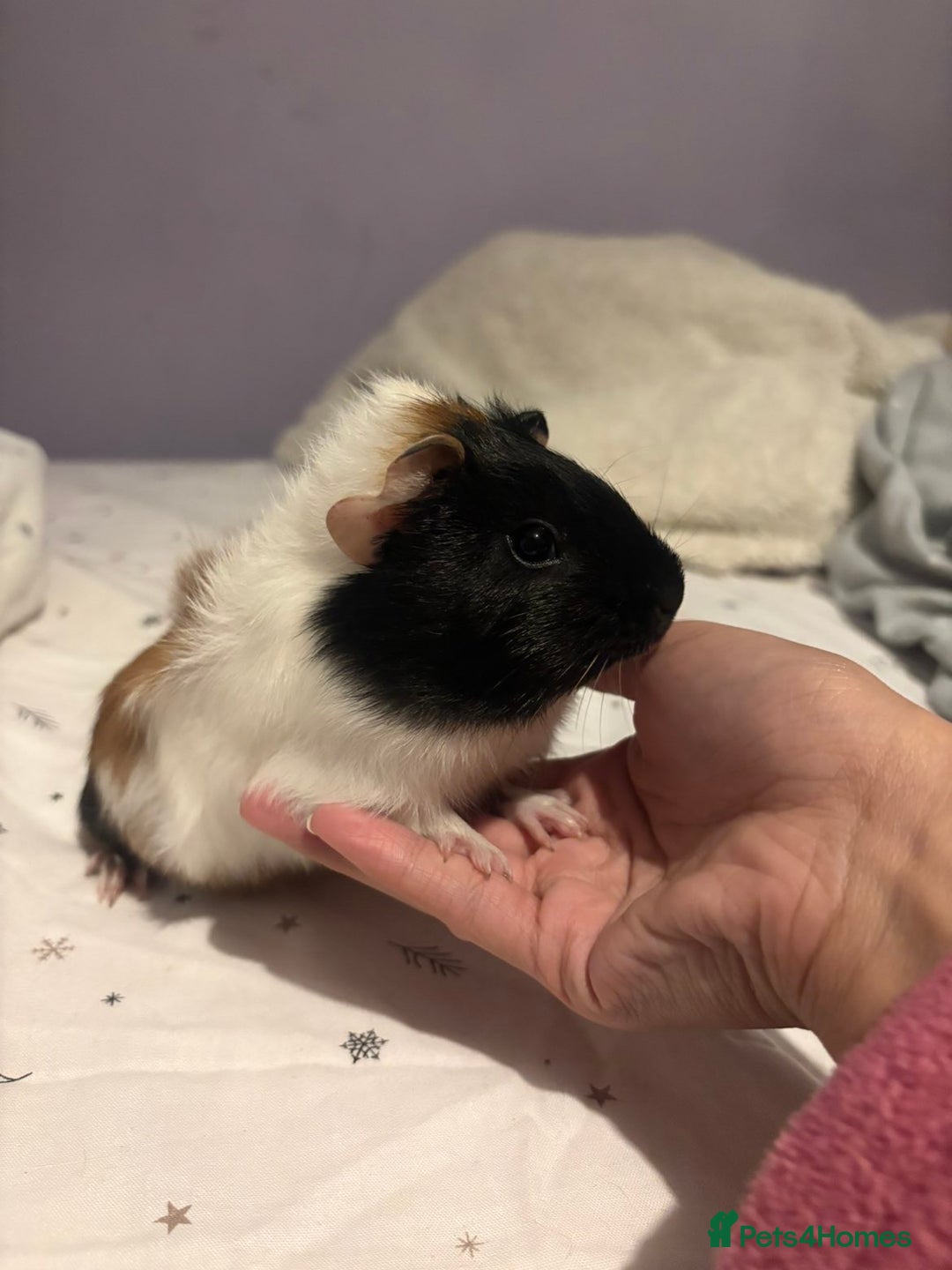 Guinea Pig rodents for sale: 3x males - Advert 3