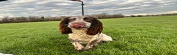 Cocker Spaniel dogs for sale: 1 kc cocker spaniel Bracken available  - Advert 3